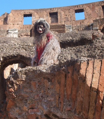 Cats al Colosseo